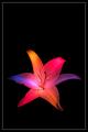 Petal II