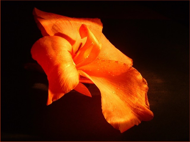 Canna flower