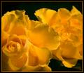 Gemini - 2 similar (wet!) roses: one in spotlight, other is waiting a right moment