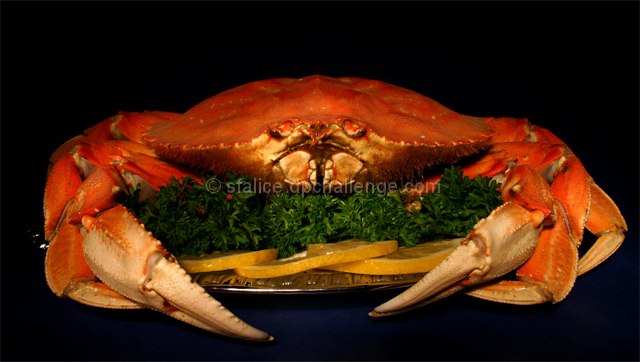 Weary of Zodiac fame, crab becomes dinner.