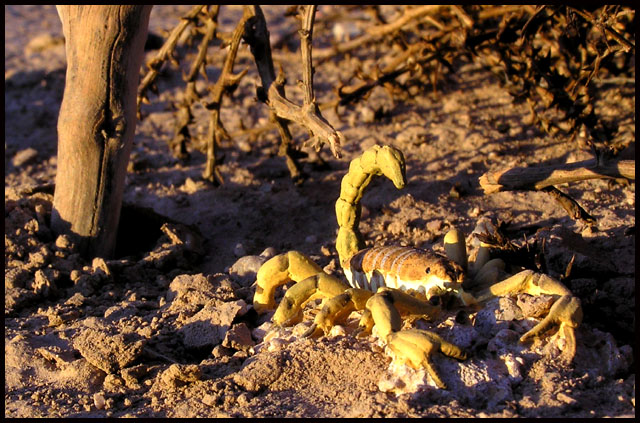 El Alacr&aacute;n (scorpio)