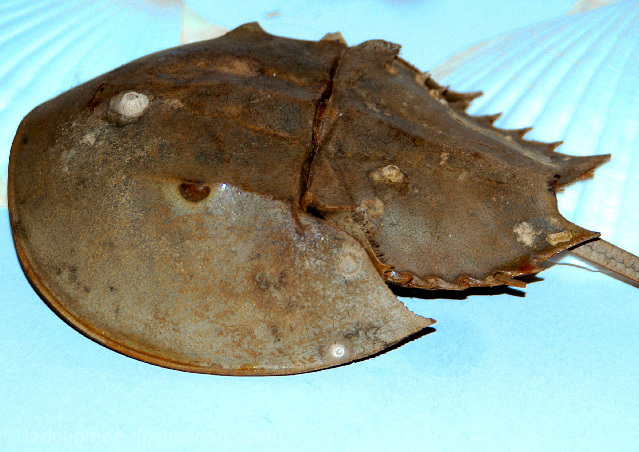 Cancer the crab (Horseshoe Crab)