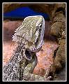 Bearded Dragon