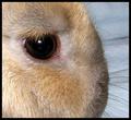Just My Rabbit ,Characteristic: Very Nice,Forbearing