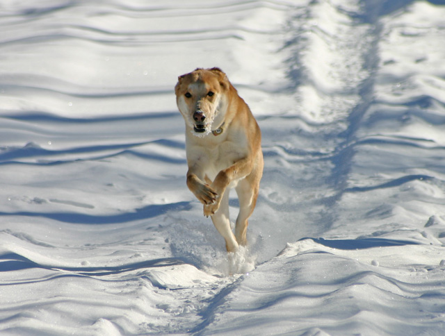 DOG