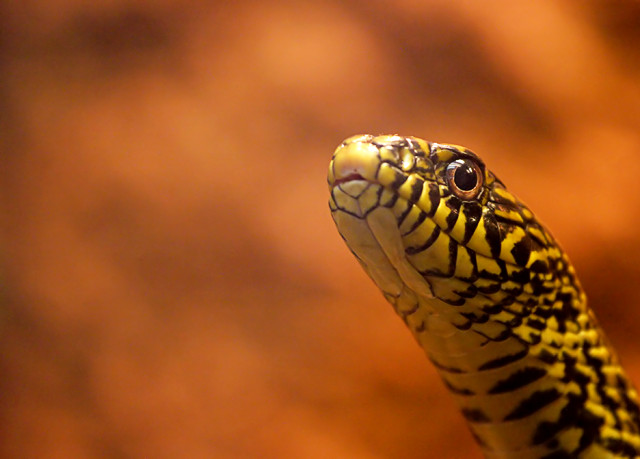 1977: the year of the snake