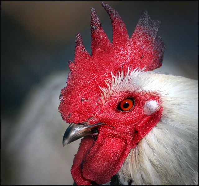 Little Red Rooster