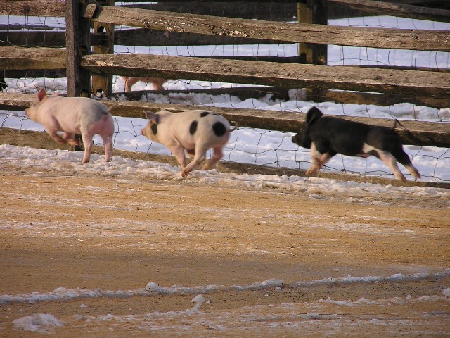 Year of the "Three Little Pigs"