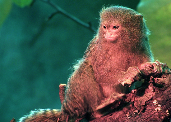 Year of the Monkey - World's smallest monkey basks under a heat lamp