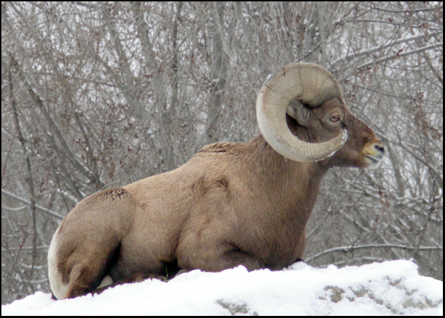 Rocky Mountain Sheep