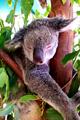Gum Trees n' Koalas