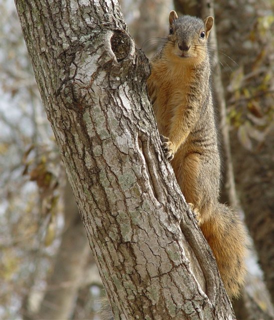 Squirrels and Trees