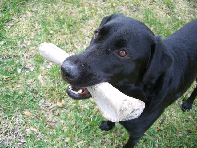 Dog and Bone