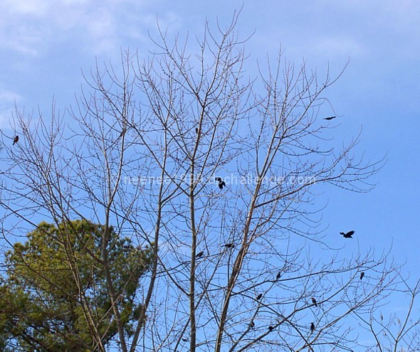 Birds and trees