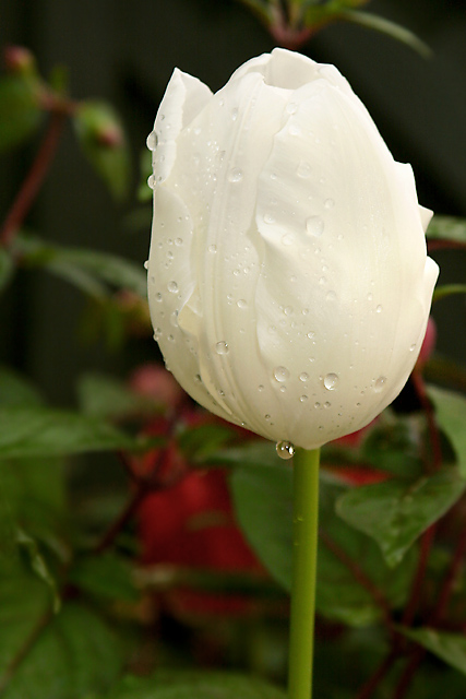 Tulip and Morning Dew