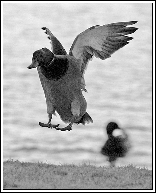 Duck to Water