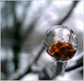 Icy Dogwood