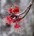 Red Maple Blossoms