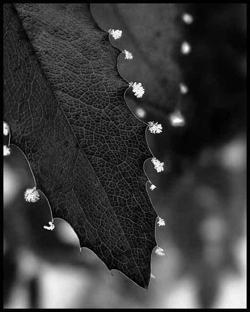 Hoar Frost and Holly