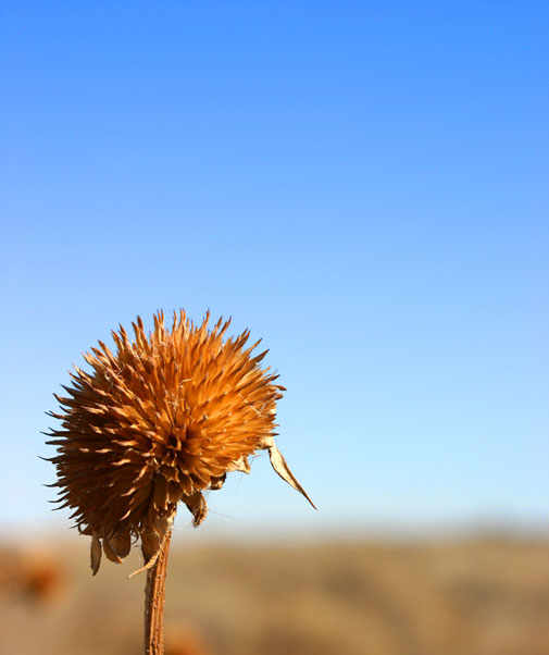 Dried Sunflower