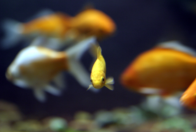 Fish