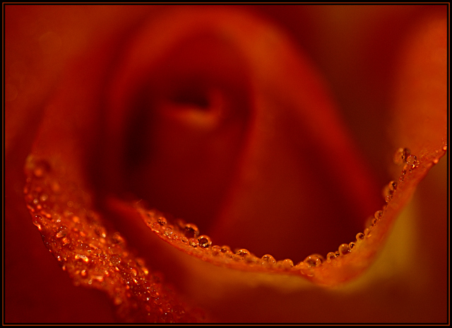 Rose Dew 2