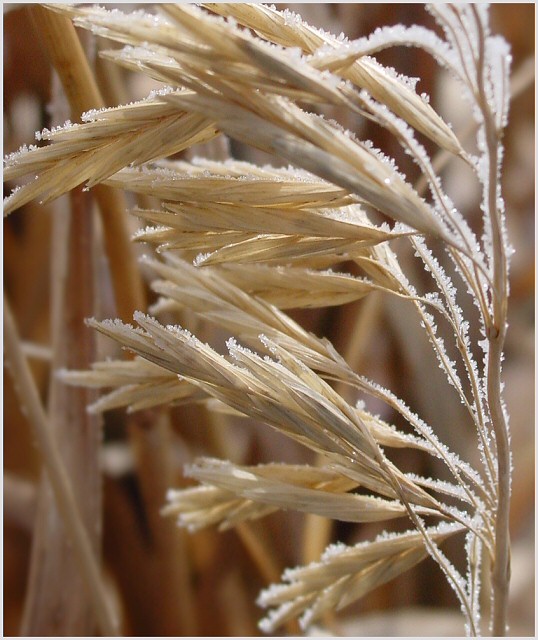 Winter Wheat