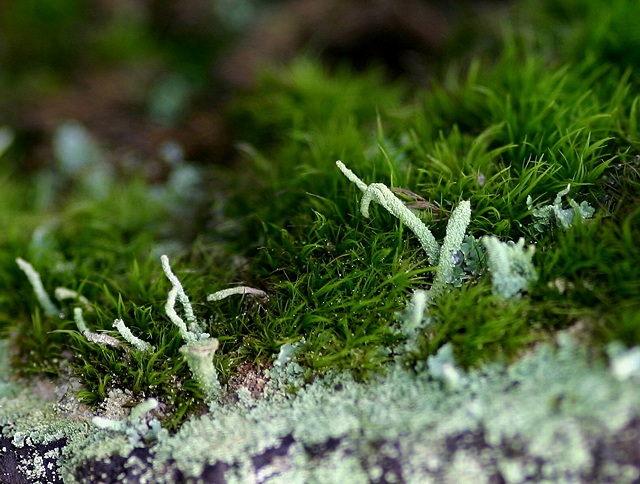 Lil' Lichen