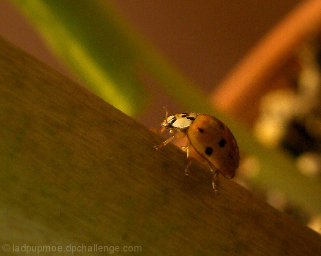 Ladybug