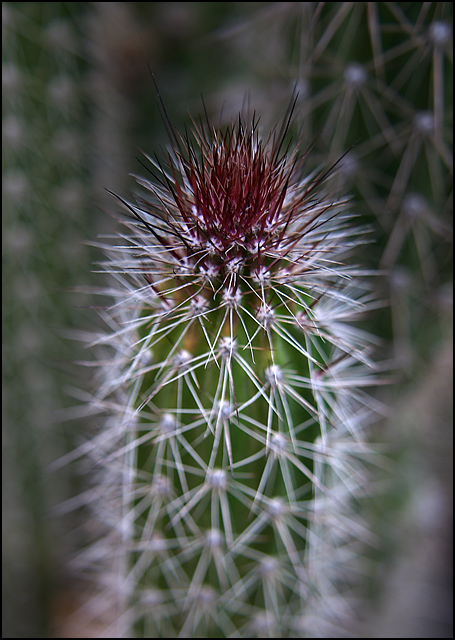 Prickly Crown