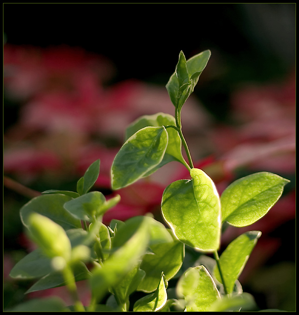 Sunlit