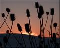 Thistles at Sunset