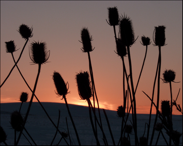 Thistles at Sunset