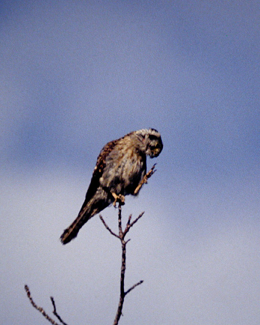 Kestrel