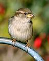 sparrow640
