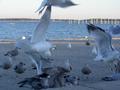 Gulls: the fight for food