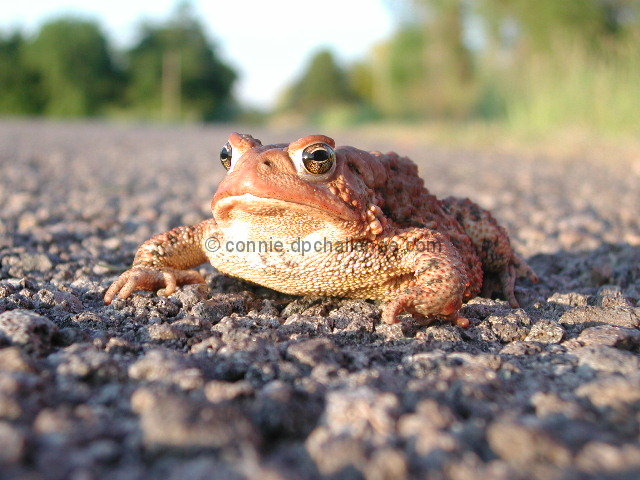 Toad on the Road