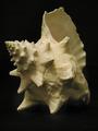 Sea Shell
