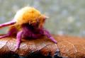 Fuzzy lil' Friend