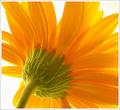 Flower Texture