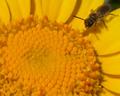 A Taste of Pollen
