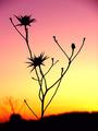 Prickly