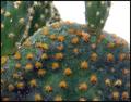 Feather Soft Cactus