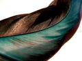 feather texture and color