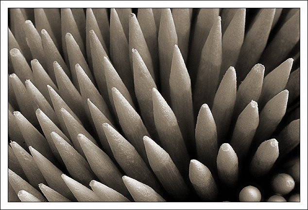 Tooth Picks