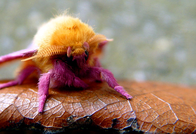 Fuzzy lil' Friend