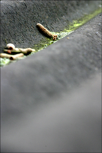 End of winter on a roof...