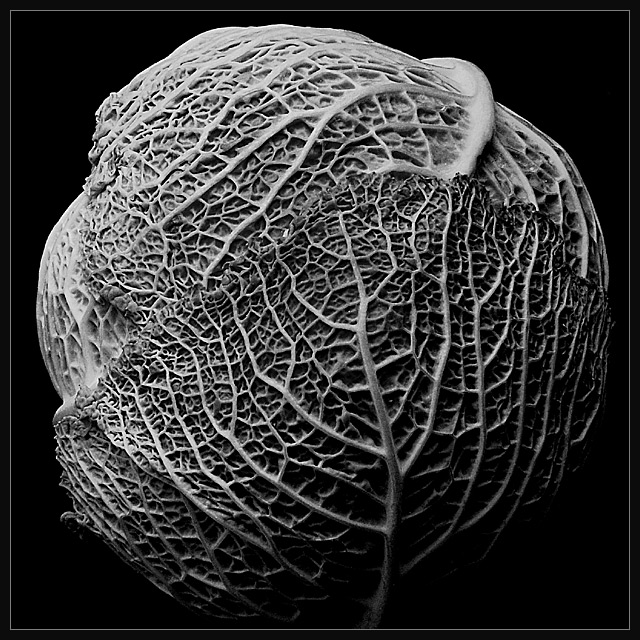 A Modest Vegetable.