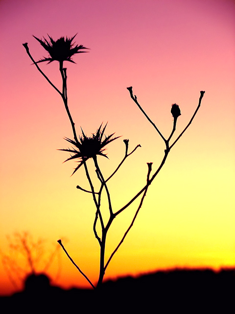 Prickly
