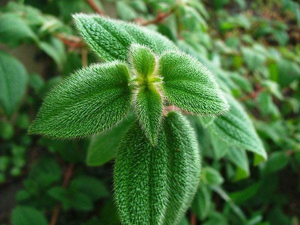 Fuzzy Plant